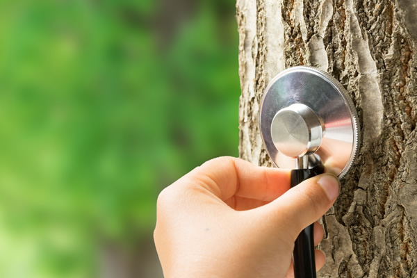 光樹園には樹木医がいます