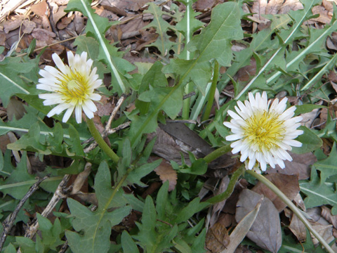 コウヤマキ(高野槙)　コウヤマキ科