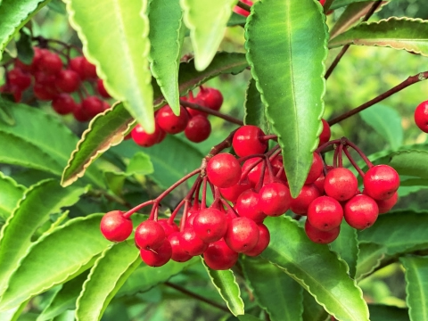 マンリョウ(万両)　ヤブコウジ科ヤブコウジ属